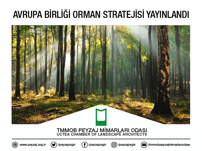 AVRUPA BİRLİĞİ ORMAN STRATEJİSİ YAYINLANDI